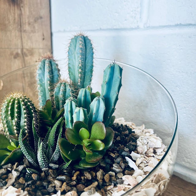 Workshops | Nook Houseplants 48 Ebrington St Plymouth PL4 9AD