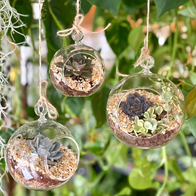 Workshops | Nook Houseplants 48 Ebrington St Plymouth PL4 9AD