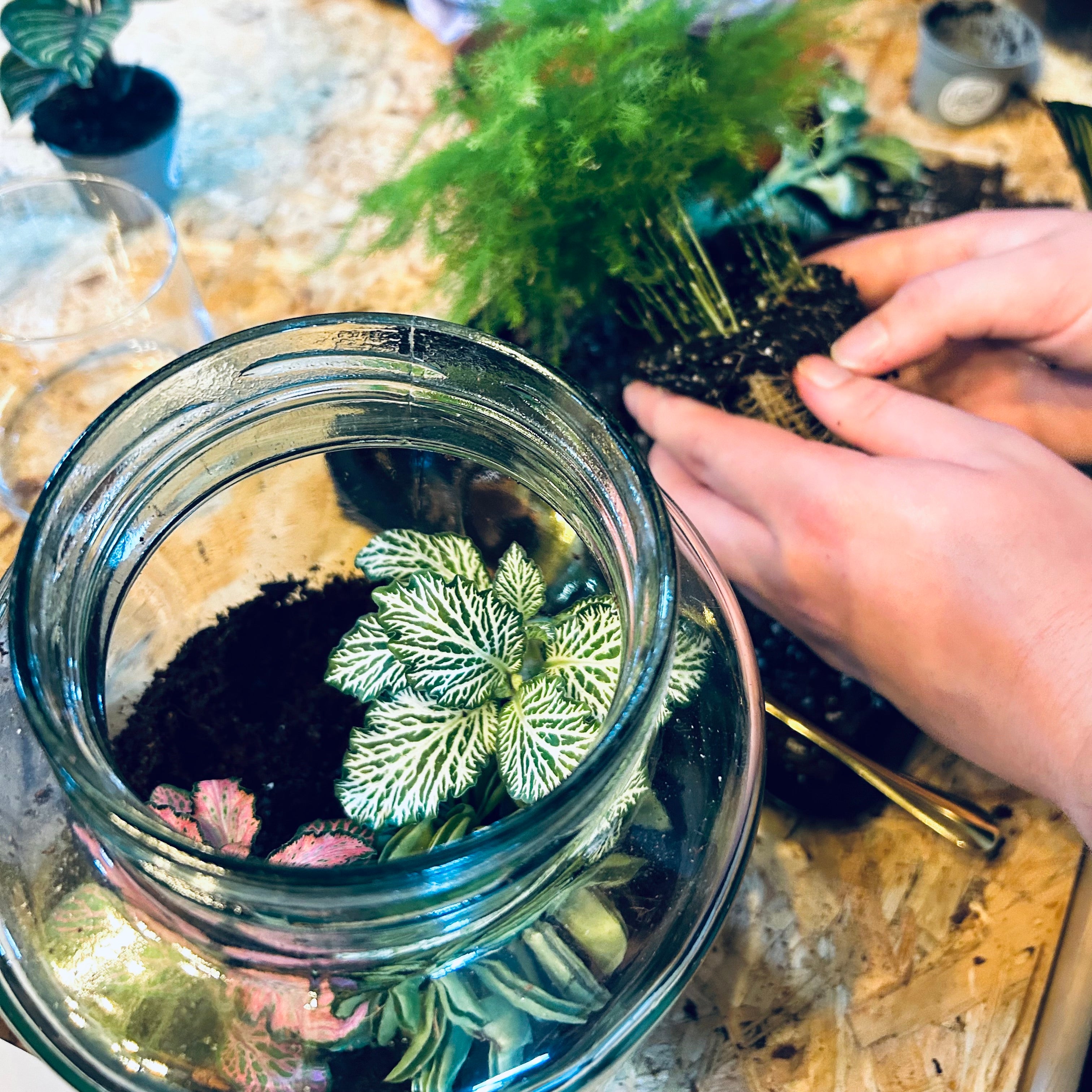 closed-terrarium-workshop-11th-june-2025-nook-houseplants-48